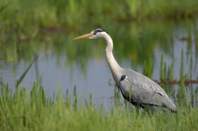 Heron