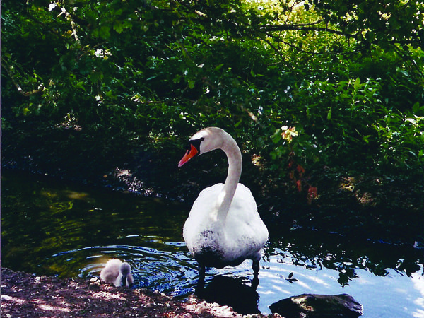 Swan and cygnet