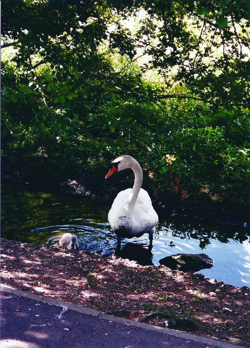 Swan and cygnet