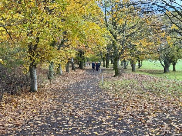 Autumn colours in King's Park