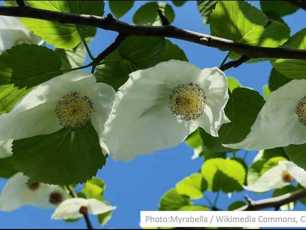 The handkerchief tree in flower, planted by Stirling High School pupils