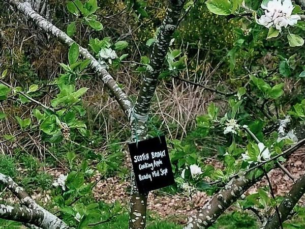 An apple tree in the Community Orchard