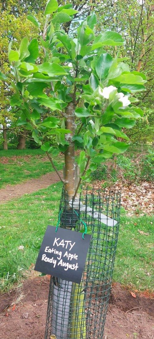A Katy eating apple, ready in August, in its guard against deer and rabbits