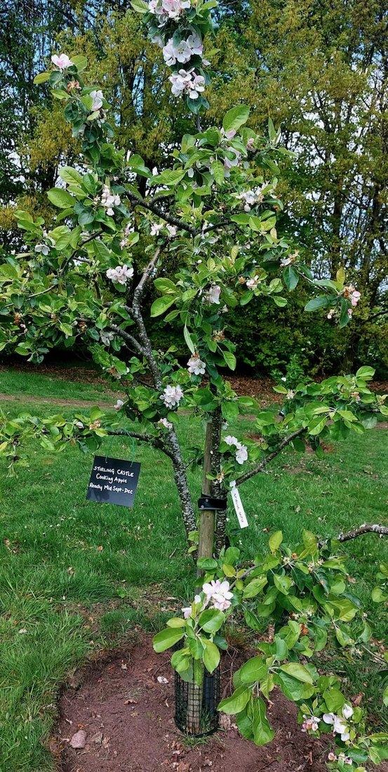 A Stirling Castle cooking apple in blossom — ready mid September to December