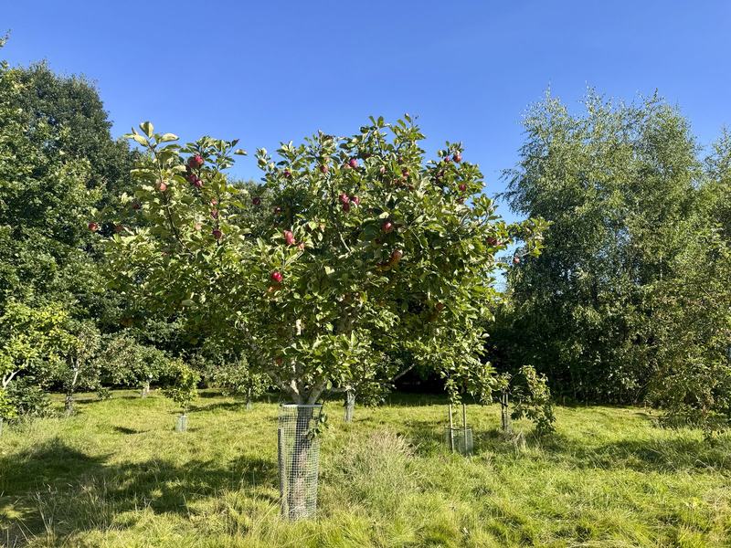 A mature apple tree in fruit in the Community Orchard, with younger trees in their guards around it