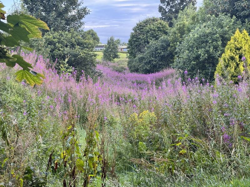 One of the two shallow gullies that mark where the loch lay, under late-summer willowherb