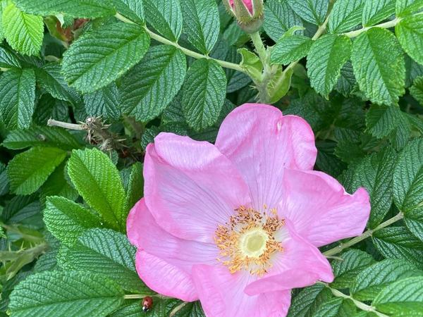 A rose in the Peace of Mind Garden