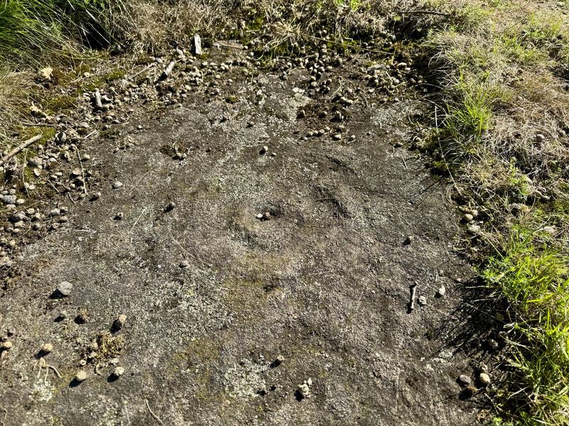 The carved outcrop: the cup marks are shallow, weathered and easy to walk past
